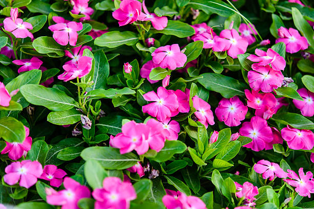 istock Various tropical flowers. Colorful background in Dubai miracle garden. 493245462