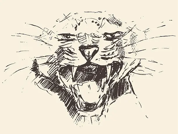 Vector illustration of Leopard head attacking pose style drawn sketch