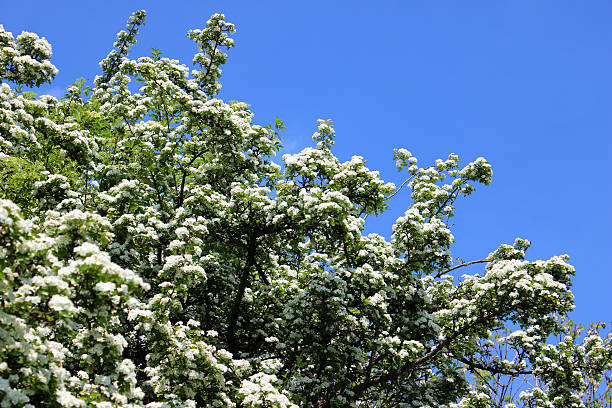 obraz biały wspólne hawthorn kwiaty (brak wpisu monogyna) przeciwko niebo - crataegus monogyna zdjęcia i obrazy z banku zdjęć