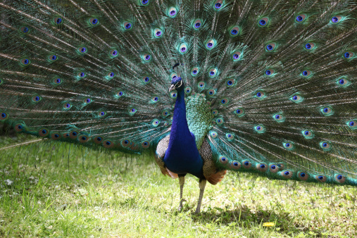 Beautiful peacock on the window.