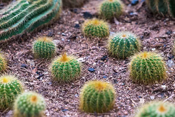 Photo of Cactas garden close up