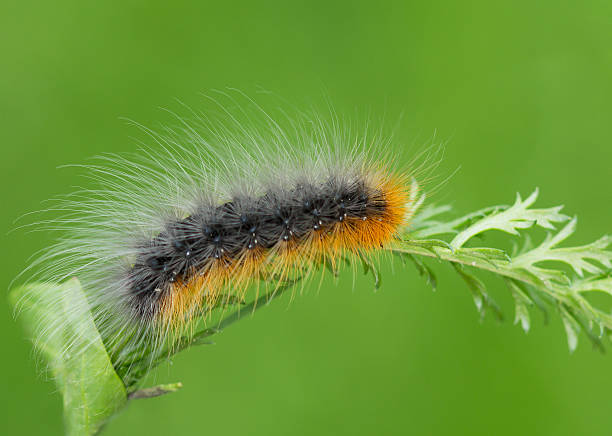 istock Caterpillar flaming bear Kaya 493246533