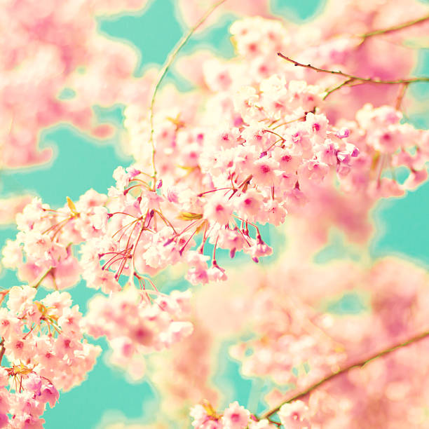 Pink Cherry Blossoms stock photo