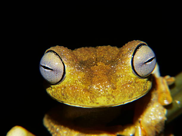 istock The smile of a frog (Sonrisa de una rana) 493247454