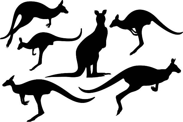 kangaroos sylwetka - kangaroo stock illustrations