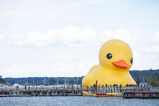 Oyster Bay, New York - October 18, 2015: The yellow inflatable giant rubber duck appears at the harbor in Oyster Bay at Long Island, NY.  