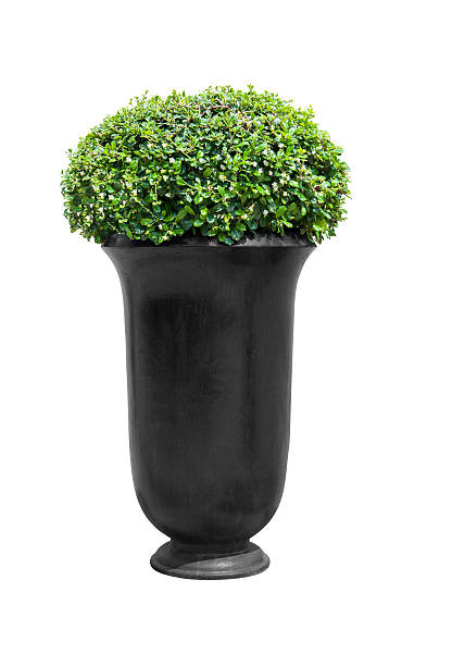 istock Park flowerpot with evergreen plant isolated on white 493247879