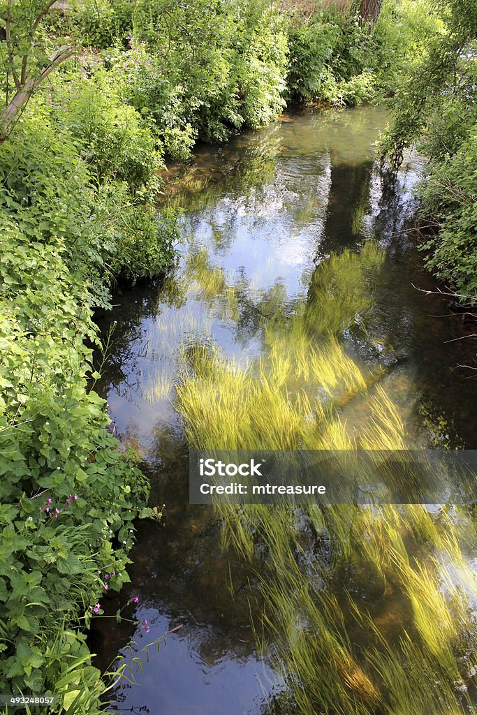 Image of healthy fast-flowing river with clear water and pondweed Photo showing a healthy river running through English countryside, with crystal clear water and pondweed flowing with the current of the stream.  The river contains lots of freshwater fish, including trout and salmon. Chervil Stock Photo