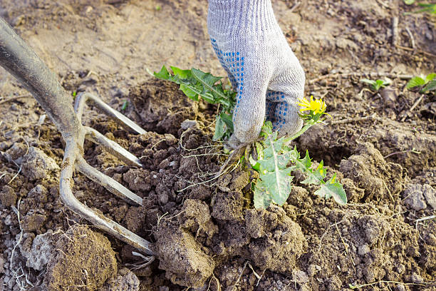 istock Farmer digs pitchforks malicious weed 493248389