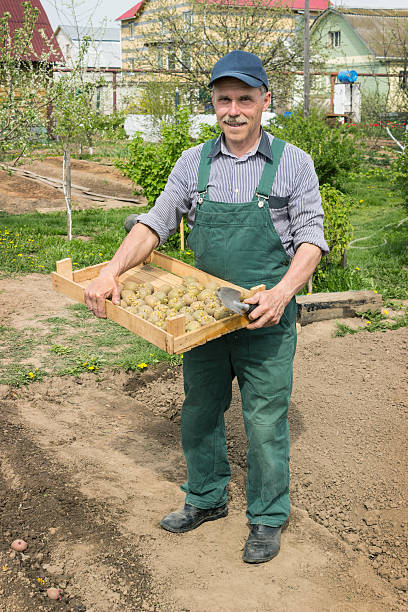 istock Elderly  man planting potatoes in his garden 493248525