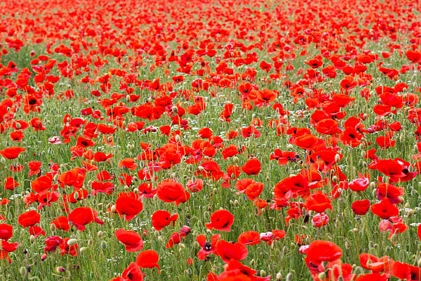 istock Nice field of red poppy flowers 493248541