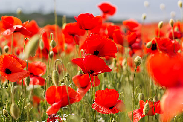 istock Nice field of red poppy flowers 493248557