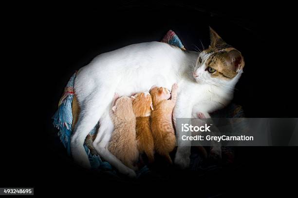 Cat Nursing Her Kittens Stock Photo - Download Image Now - Breastfeeding, Domestic Cat, Animal