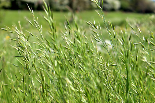 Photo of grass gone to seed in a green countryside field / wildflower meadow, pictured blowing gently in the breeze on a sunny spring day