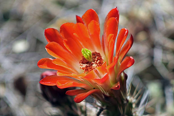 чолья, кактус blossom (cylindropuntia fulgida - single flower desert spring red стоковые фото и изображения