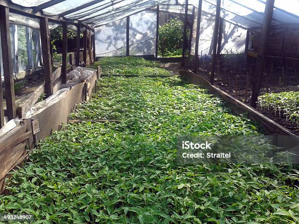 Foto de Mudas De Tomate e mais fotos de stock de Agricultura - Agricultura, Alimentação Saudável, Botânica - Assunto