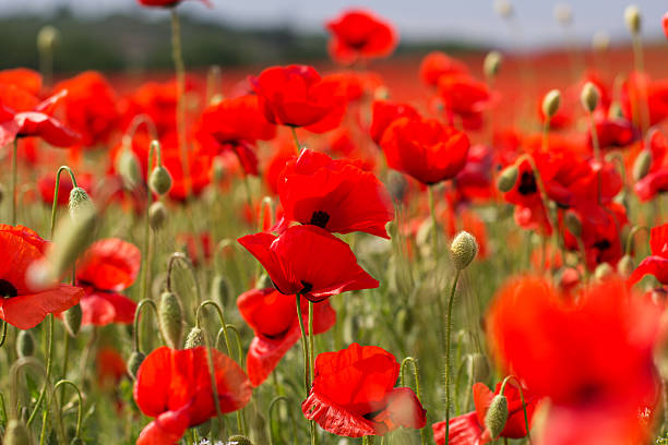 istock Nice field of red poppy flowers 493248997