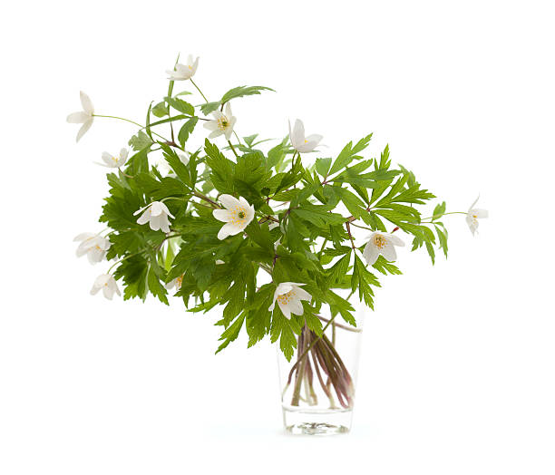 の小さい束 anemonr nemorosa - yellow wood anemone ストックフォトと画像