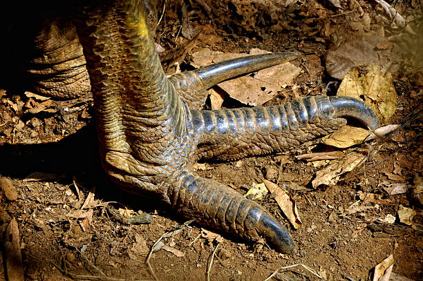 Cassowary Claws The cassowaries are ratites in the genus Casuarius and are native to the tropical forests of New Guinea, Nearby Islands, Northeastern Australia and Papua Indonesia. Cassowaries are very shy, but when provoked they are capable of inflicting injuries to dogs and people, although fatalities are extremely rare. animal neck photos stock pictures, royalty-free photos & images