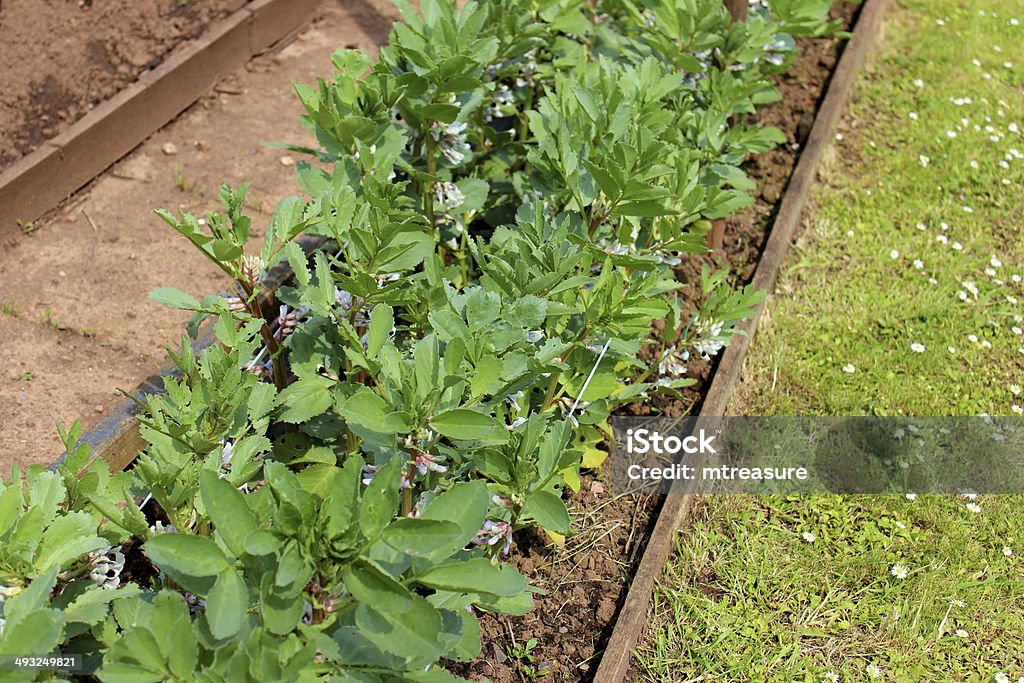 Bild von Kontingent Gemüsegarten mit Brot-Bohnen-Pflanzen - Lizenzfrei Agrarbetrieb Stock-Foto