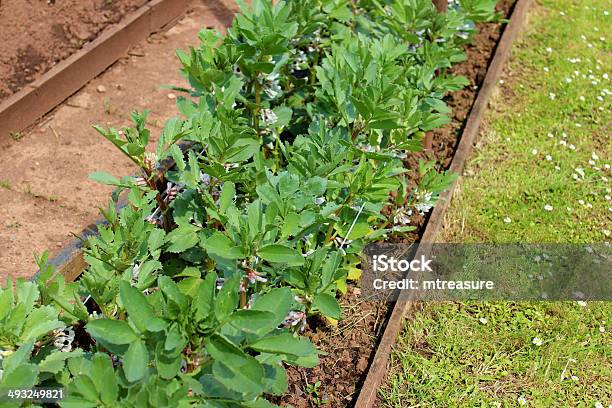 Bild Von Kontingent Gemüsegarten Mit Brotbohnenpflanzen Stockfoto und mehr Bilder von Agrarbetrieb