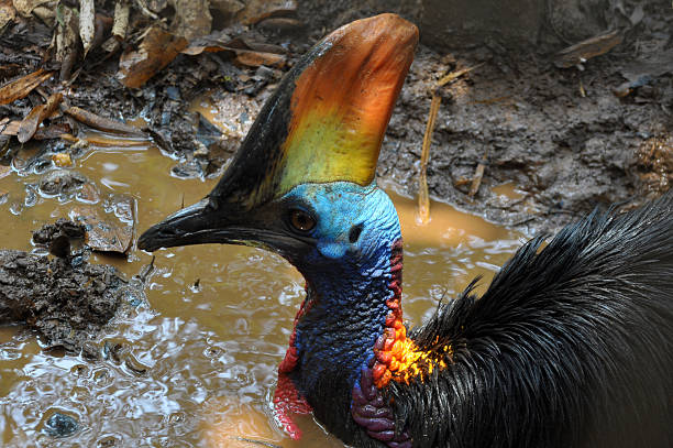 ヒクイドリはバスに溜まる - cassowary australia papua new guinea beak ストックフォトと画像