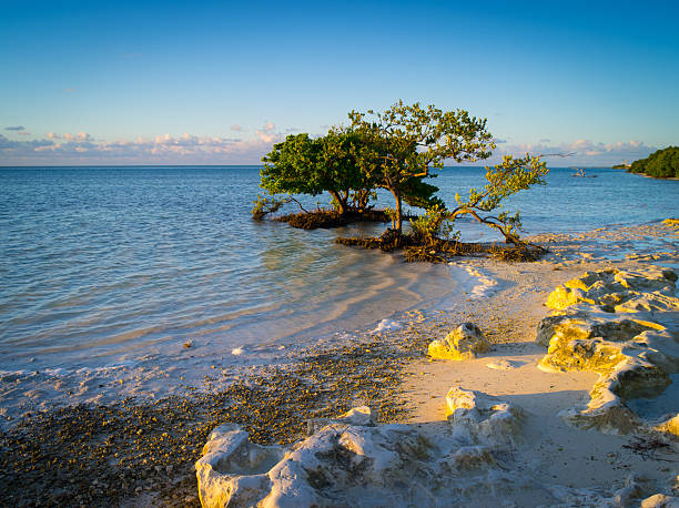 Close up dramatic landscape with single tree during sunset in Siesta Key Sarasota, Florida