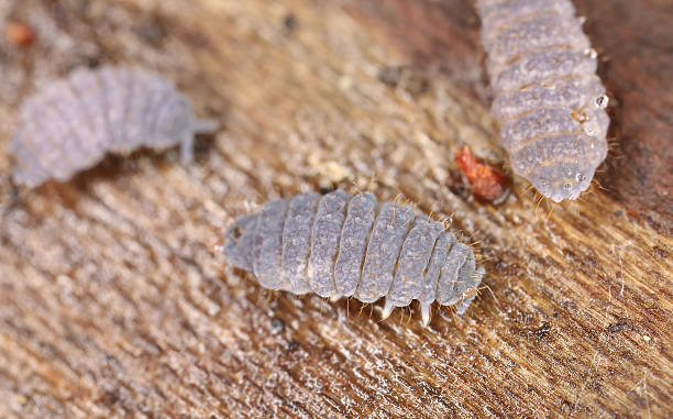 istock Neanura springtails on wood, extreme close-up 493250077