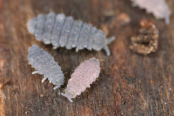 Neanura springtails on wood, extreme close-up Neanura springtails on wood, extreme close-up collembola stock pictures, royalty-free photos & images