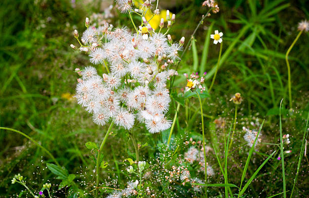 istock Flower grass morning time at the front lawn 493250116