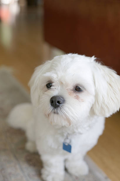 istock Small White Dog Wearing a Tag and Sitting Indoors 493250163