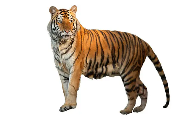 Photo of Tigers