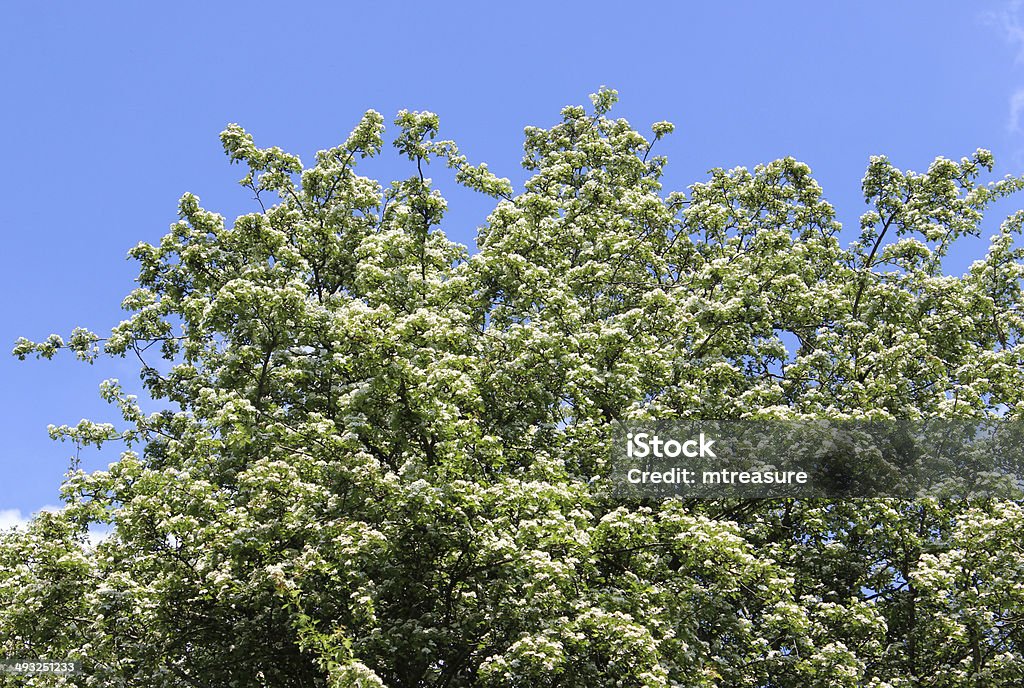 Image of white common hawthorn flowers (Crataegus monogyna) against sky Photo showing a mass of white common hawthorn flowers (Crataegus monogyna) growing on a large tree that is part of a bushy countryside hedge.  The branches and flowers are pictured in the sunshine, against a rich blue sky. Beauty In Nature Stock Photo