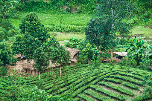 Tea plantations on the hill beside the farmer house in Lang Son, Vietnam