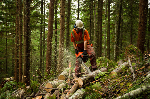 Forestry worker othinning a forest to prevent large forest fires. Proactive brush and tree thinning and controlled burns can help reduce the risk of large forest fires.