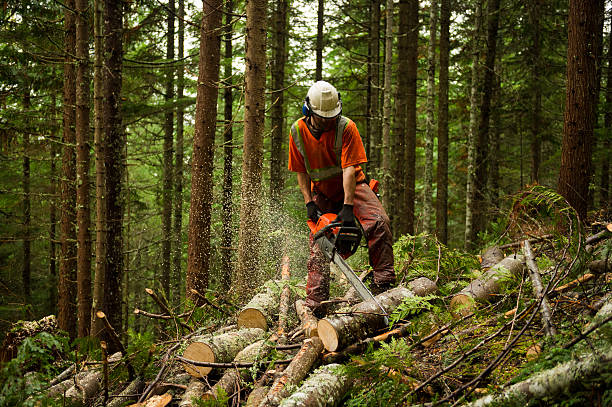 Forestry worker thinning a forest to prevent large forest fires Forestry worker othinning a forest to prevent large forest fires. Proactive brush and tree thinning and controlled burns can help reduce the risk of large forest fires. chainsaw photos stock pictures, royalty-free photos & images