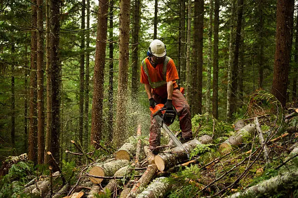 Photo of Forestry worker thinning a forest to prevent large forest fires