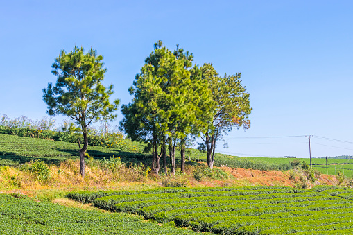 Lonely and colourful trees on tea hill in springtime