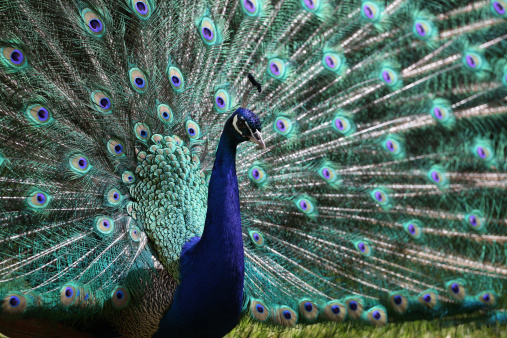 portrait adult male peacock (Pavo cristatus) showing its magnificent tail feather