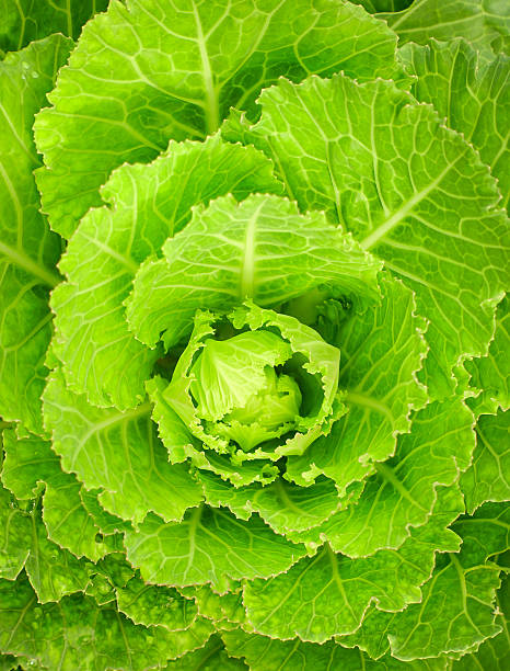 istock Close-up of green collard 493268688