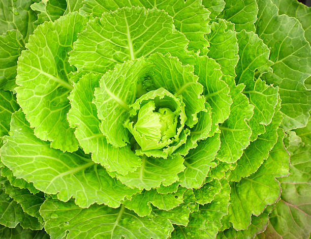 istock Close-up of green collard 493268966