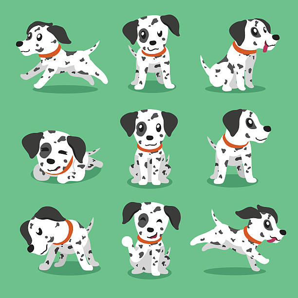 Cartoon character dalmatian dog poses Cartoon character dalmatian dog poses for design. dalmatian stock illustrations