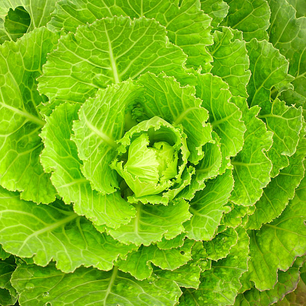 istock Close-up of green collard 493269162
