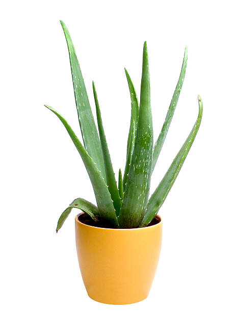 istock Aloe Vera plant in pot 493269648
