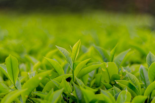 istock Malaysian Tea Plantation 493270642