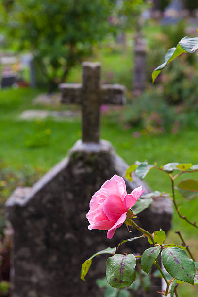 istock Wild rose with a Christian stone cross 493270644