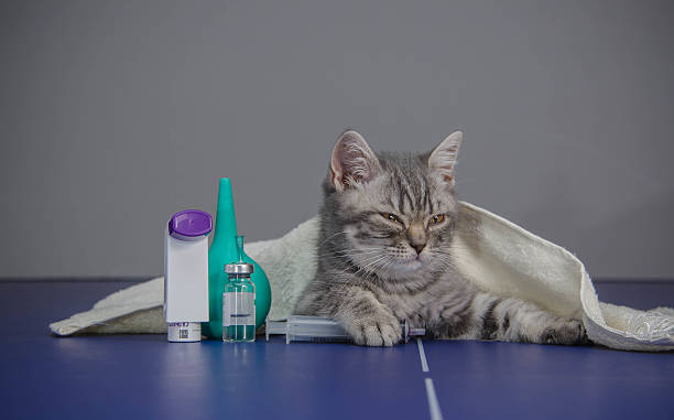 istock little kitten is sick, treatment kitten 493270682