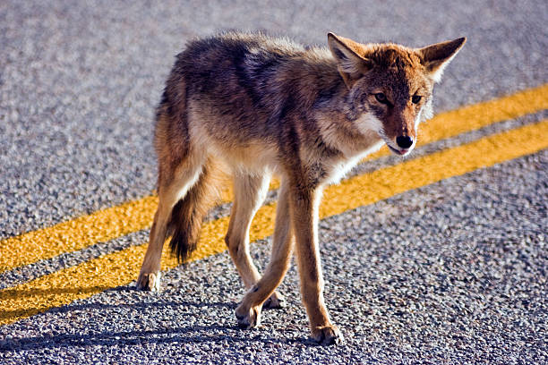istock Coyote crossing road 493271164