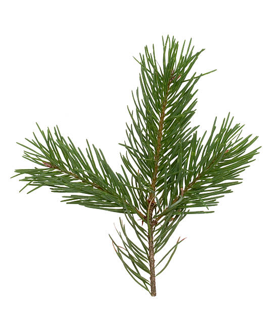 istock Nordmannstanne (Abies nordmanniana) is also called 