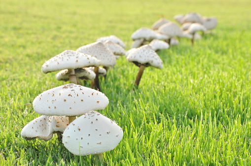 White mushrooms growth in green lawn field
